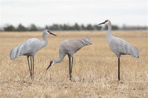 best sandhill crane decoys.